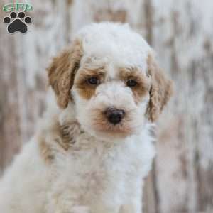 Hackman, Mini Labradoodle Puppy